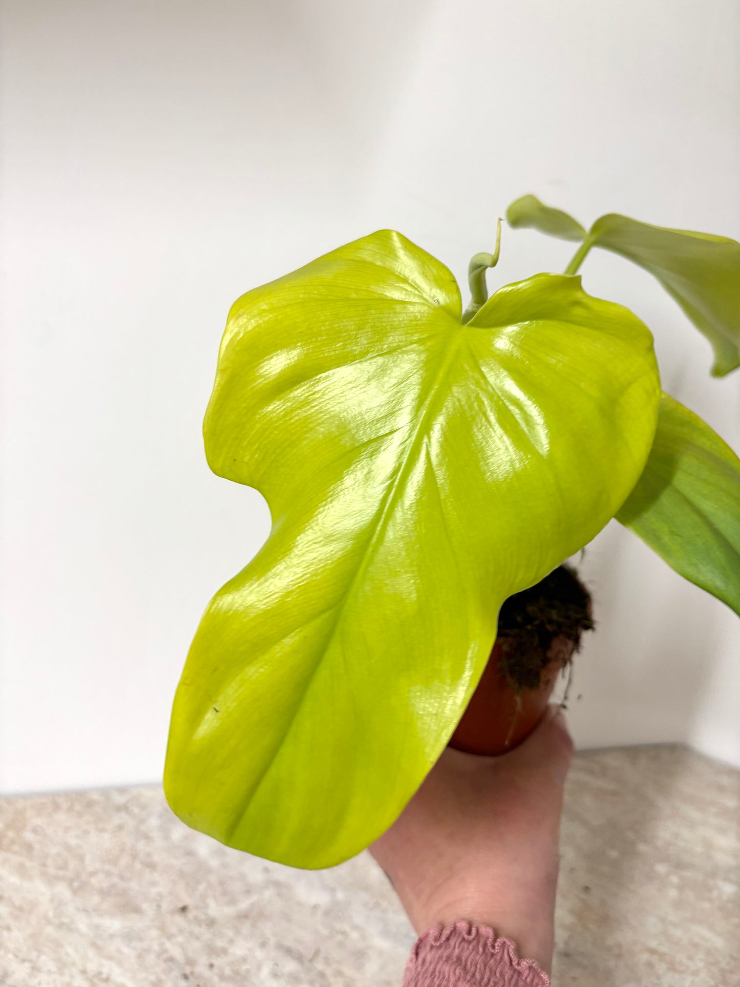 Philodendron Golden Violin