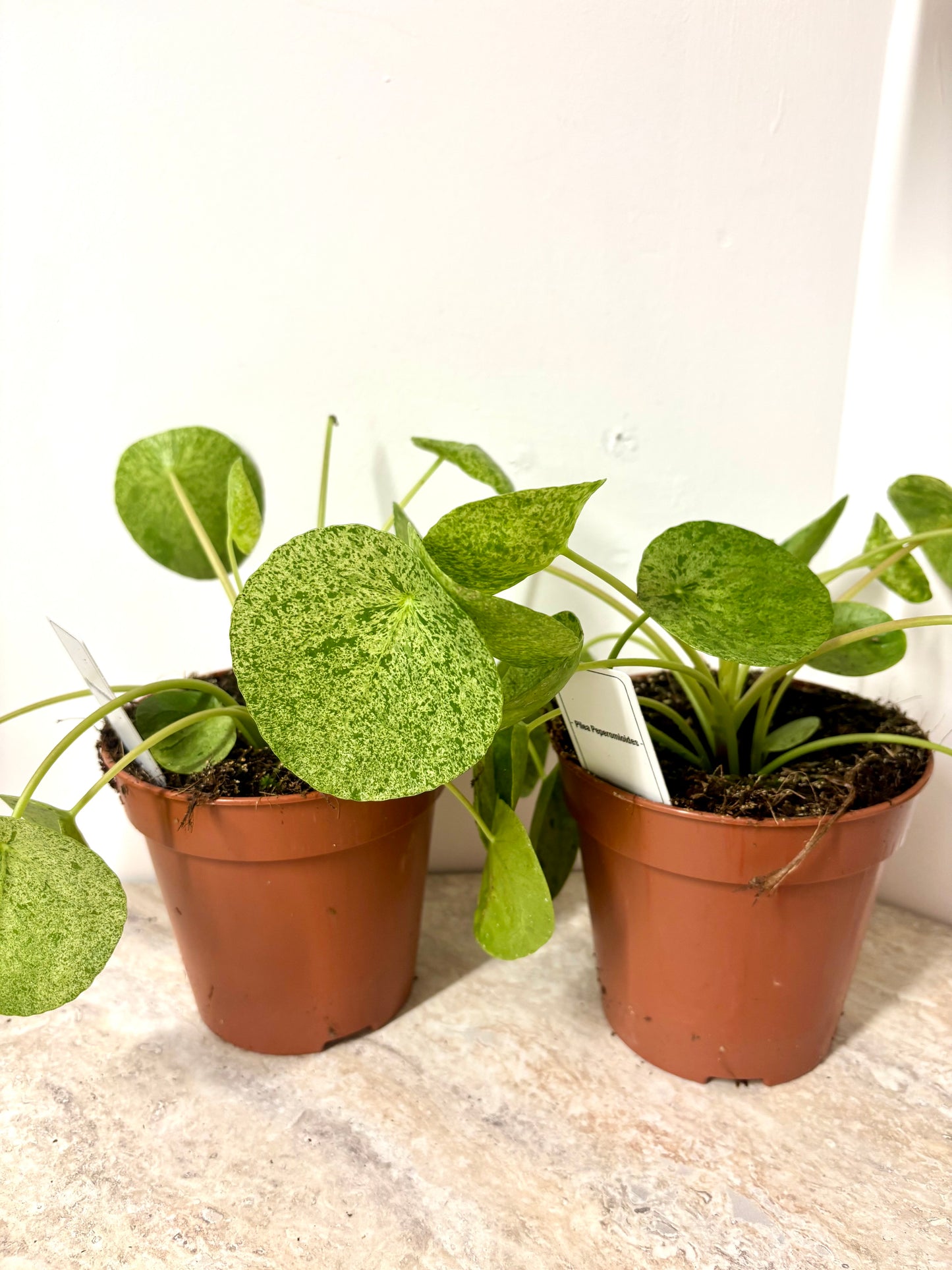 Pilea Peperomioides Mojito
