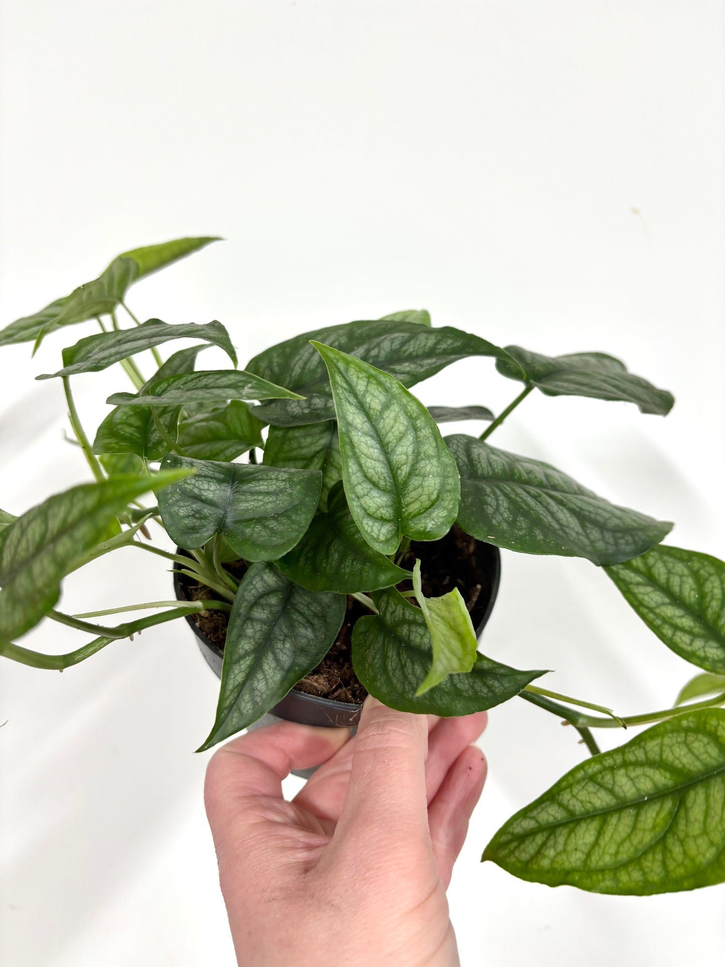 Monstera Siltepecana