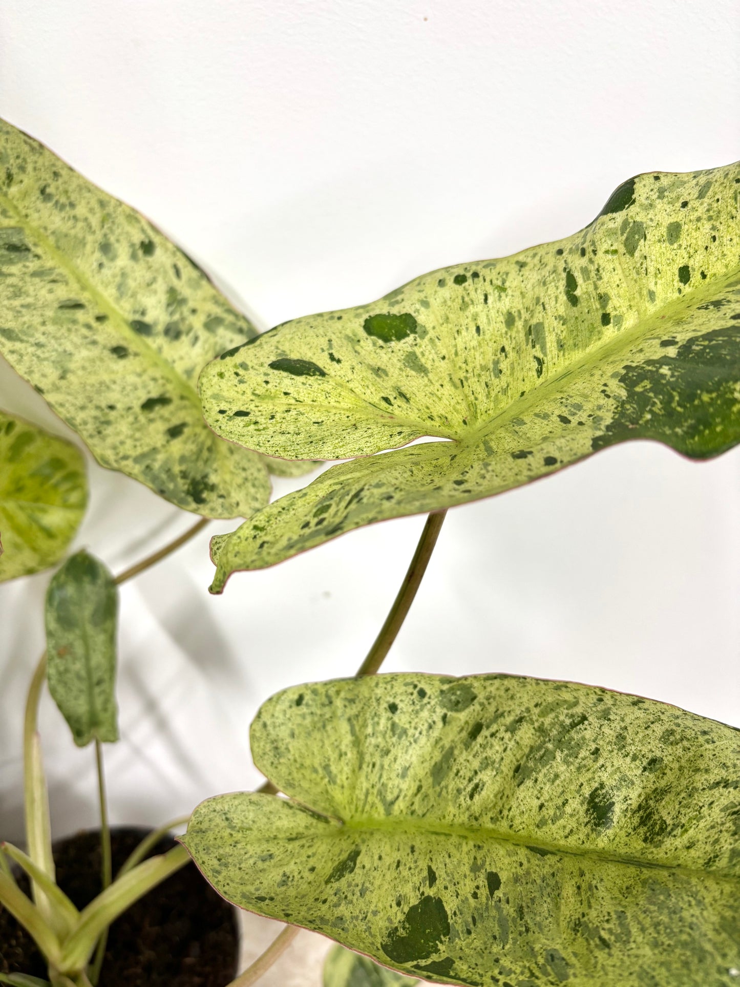 Philodendron Paraiso