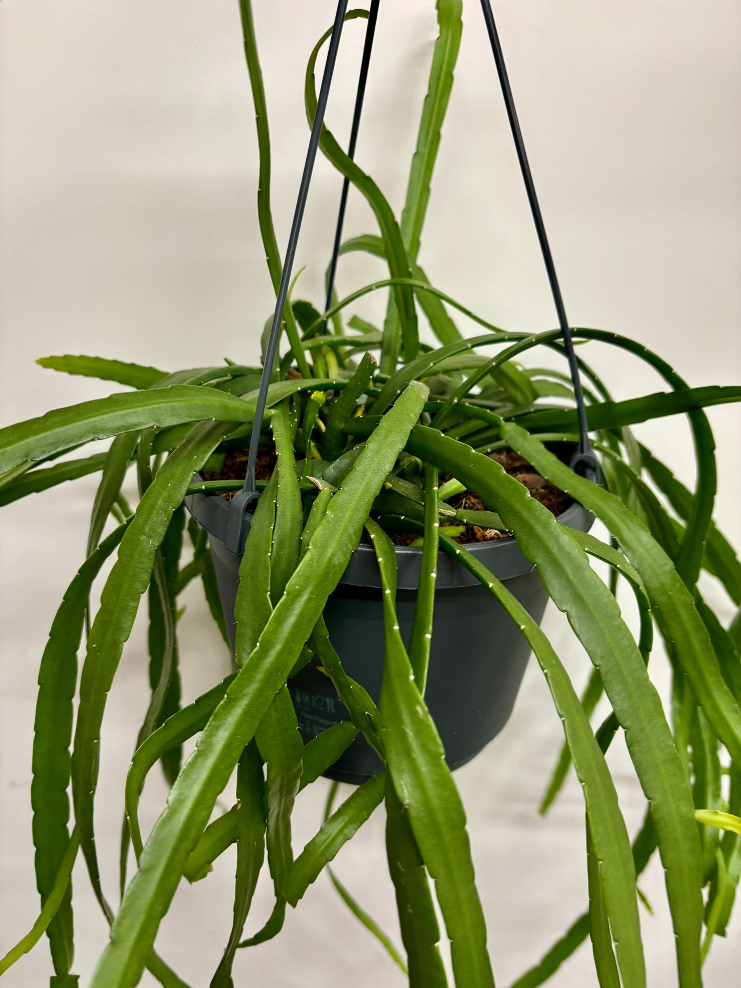 Lepismium Bolivianum