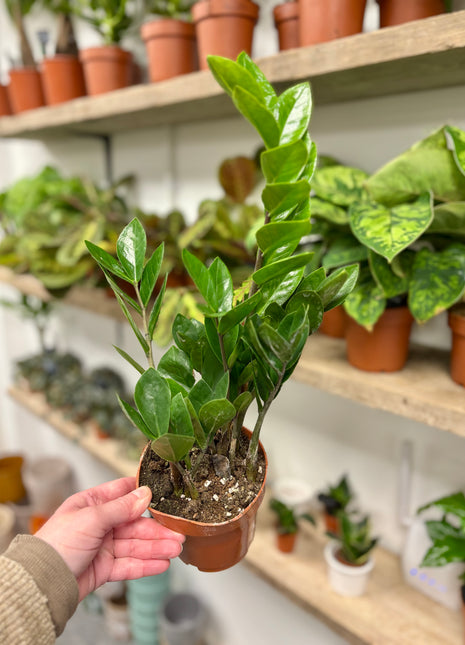 Zamio  Zamiifolia