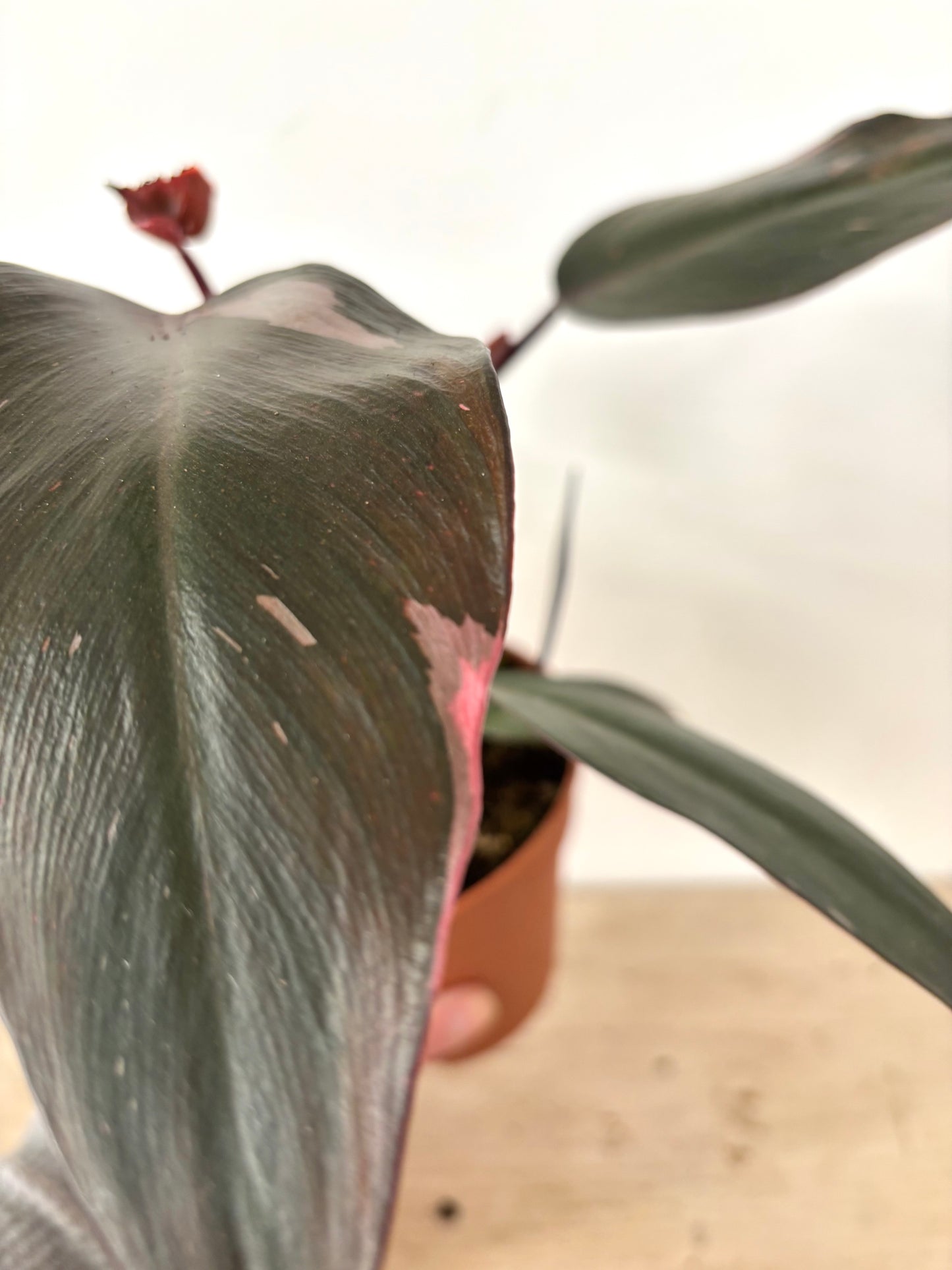 Philodendron Burgundy Princess
