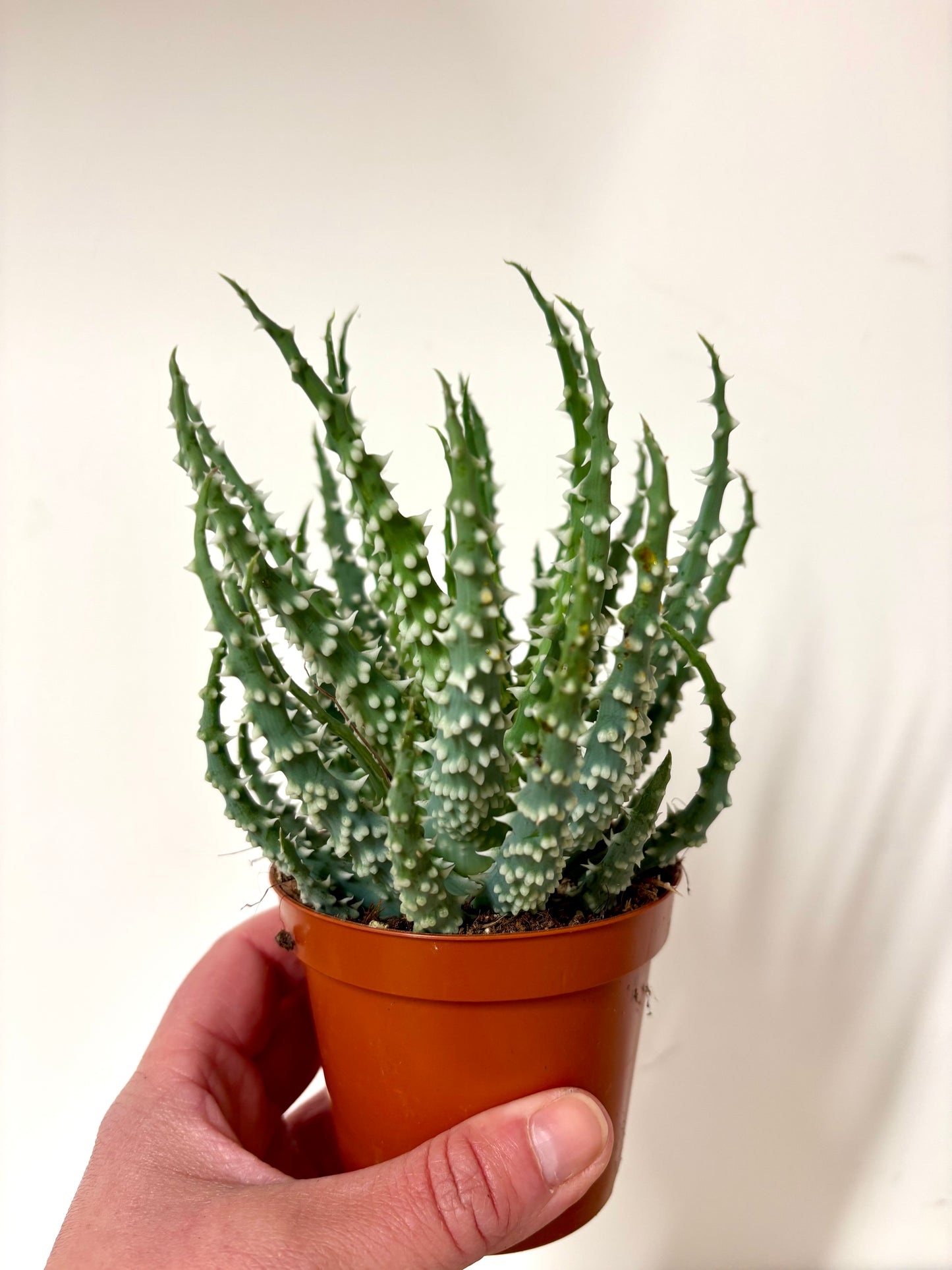 Aloe Humilis Shark
