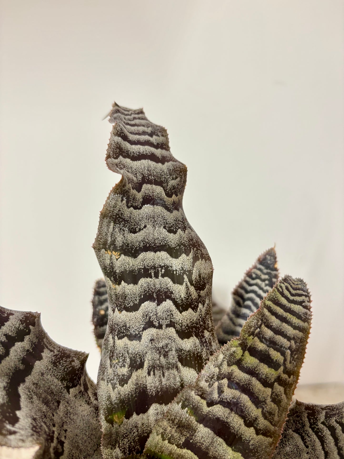 Cryptanthus Zonatus