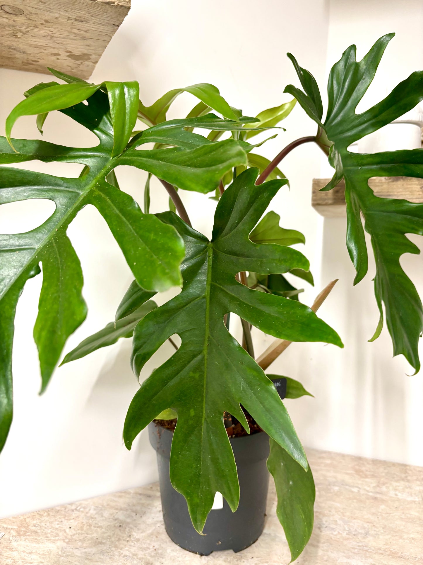 Philodendron Mayoi