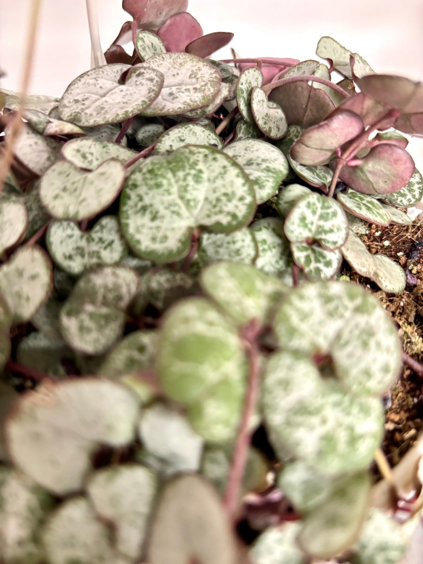 Ceropegia Woodii