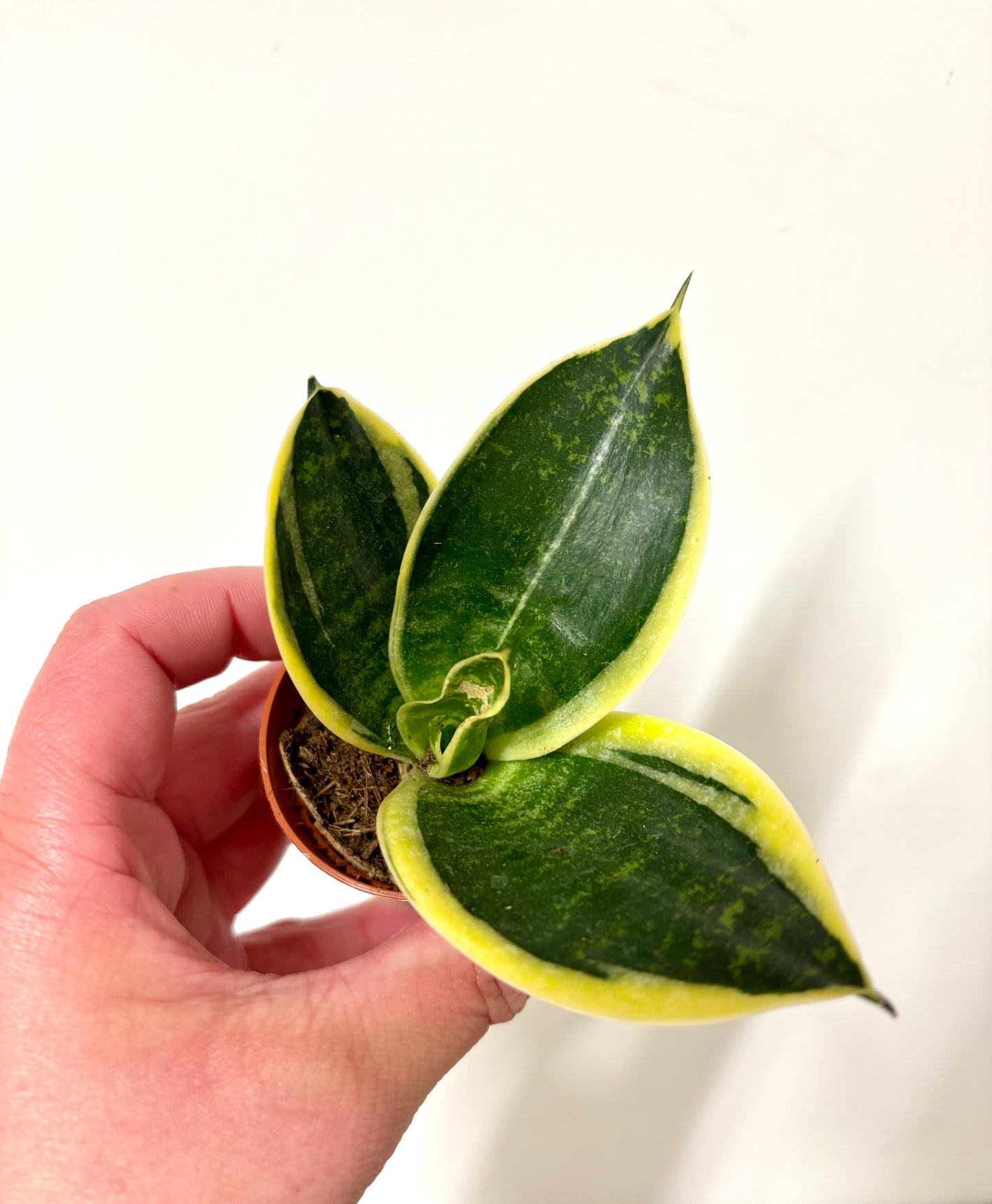 Mixed Sansevieria