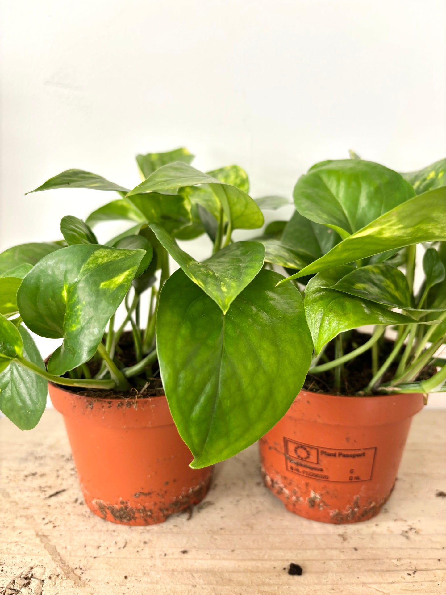 Epipremnum Aureum