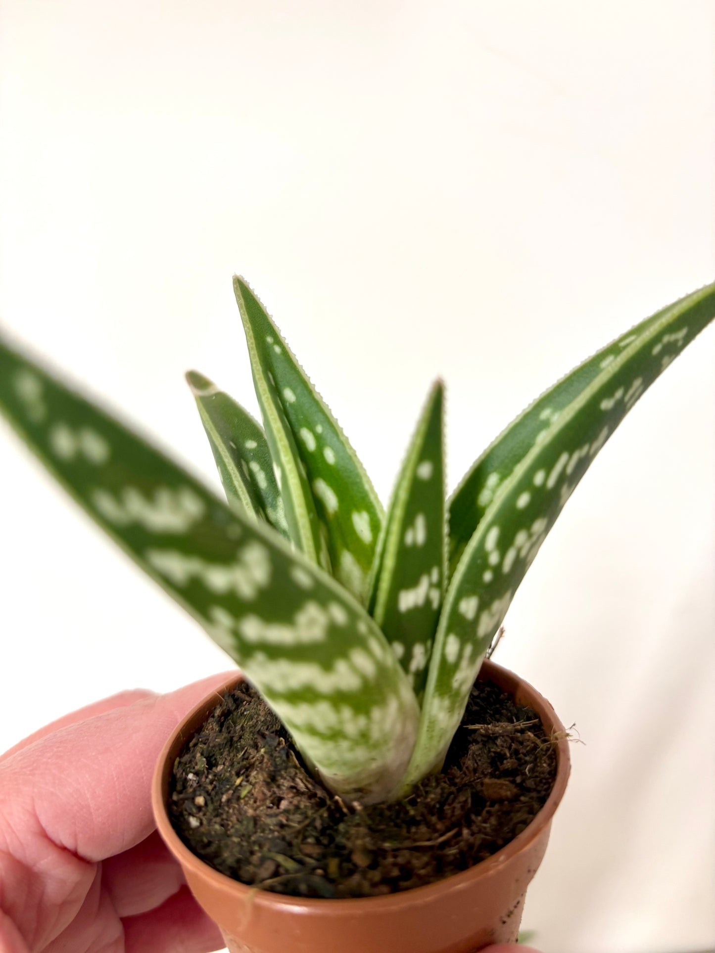 Aloe Variegata