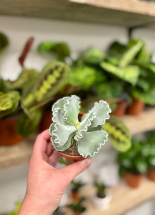 Cotyledon Undulata