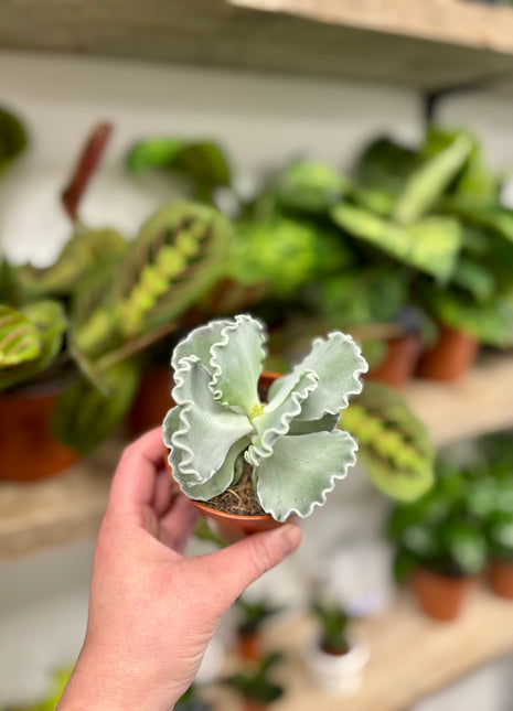 Cotyledon Undulata