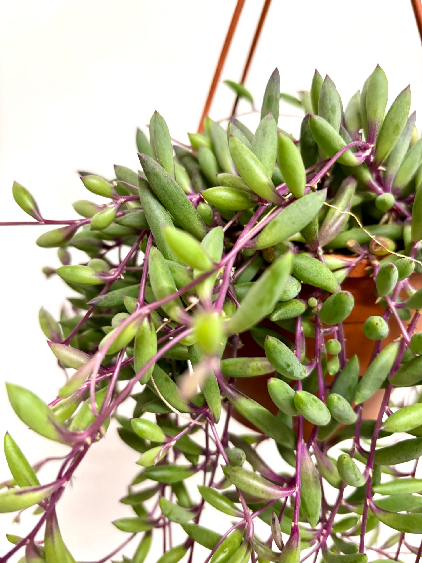Senecio Purple Flush