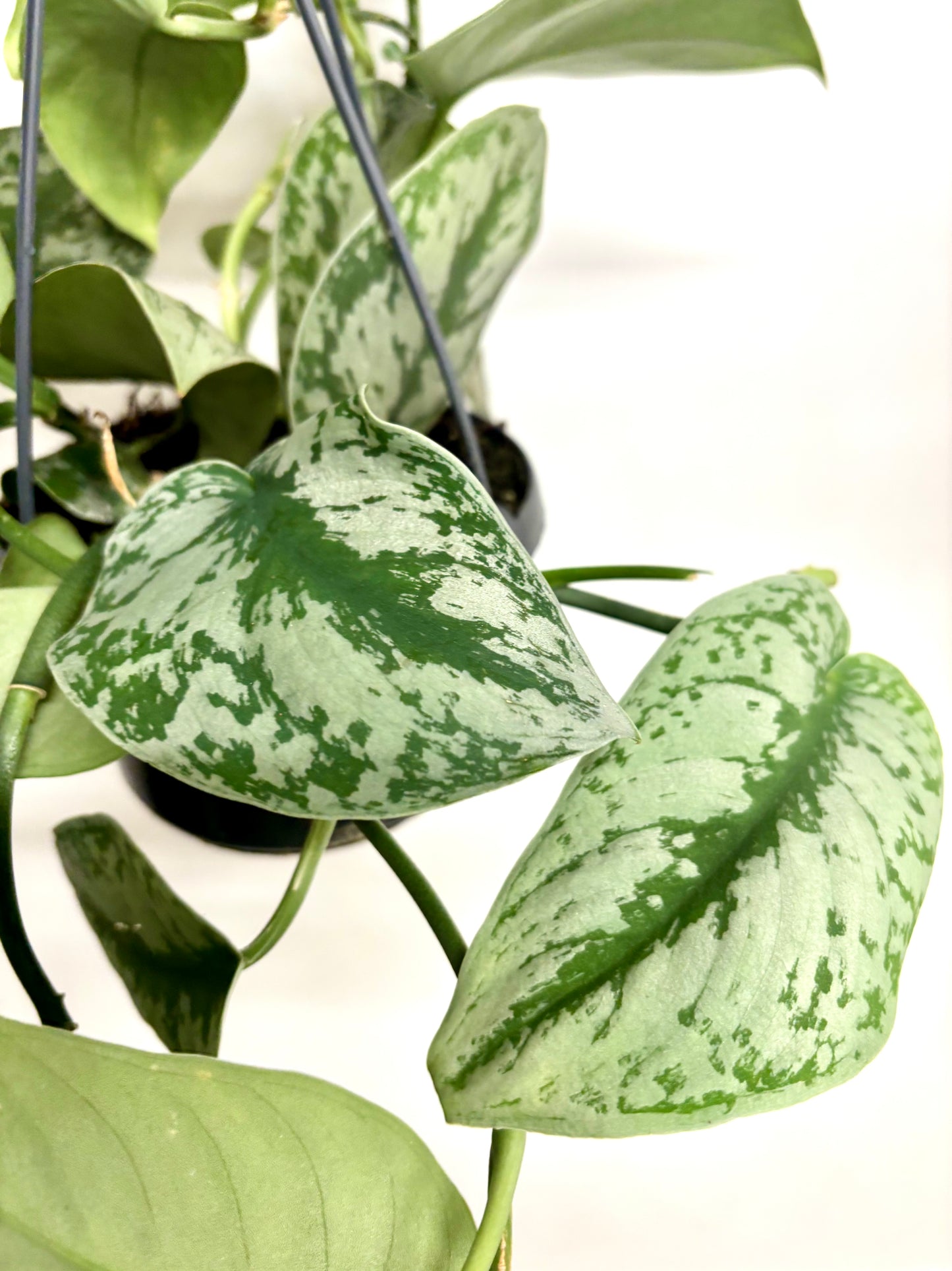 Scindapsus Pictus Trebie