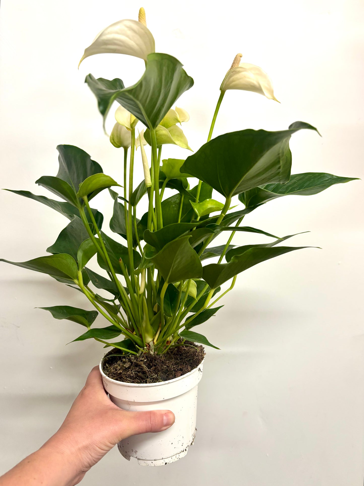 Anthurium White Champion