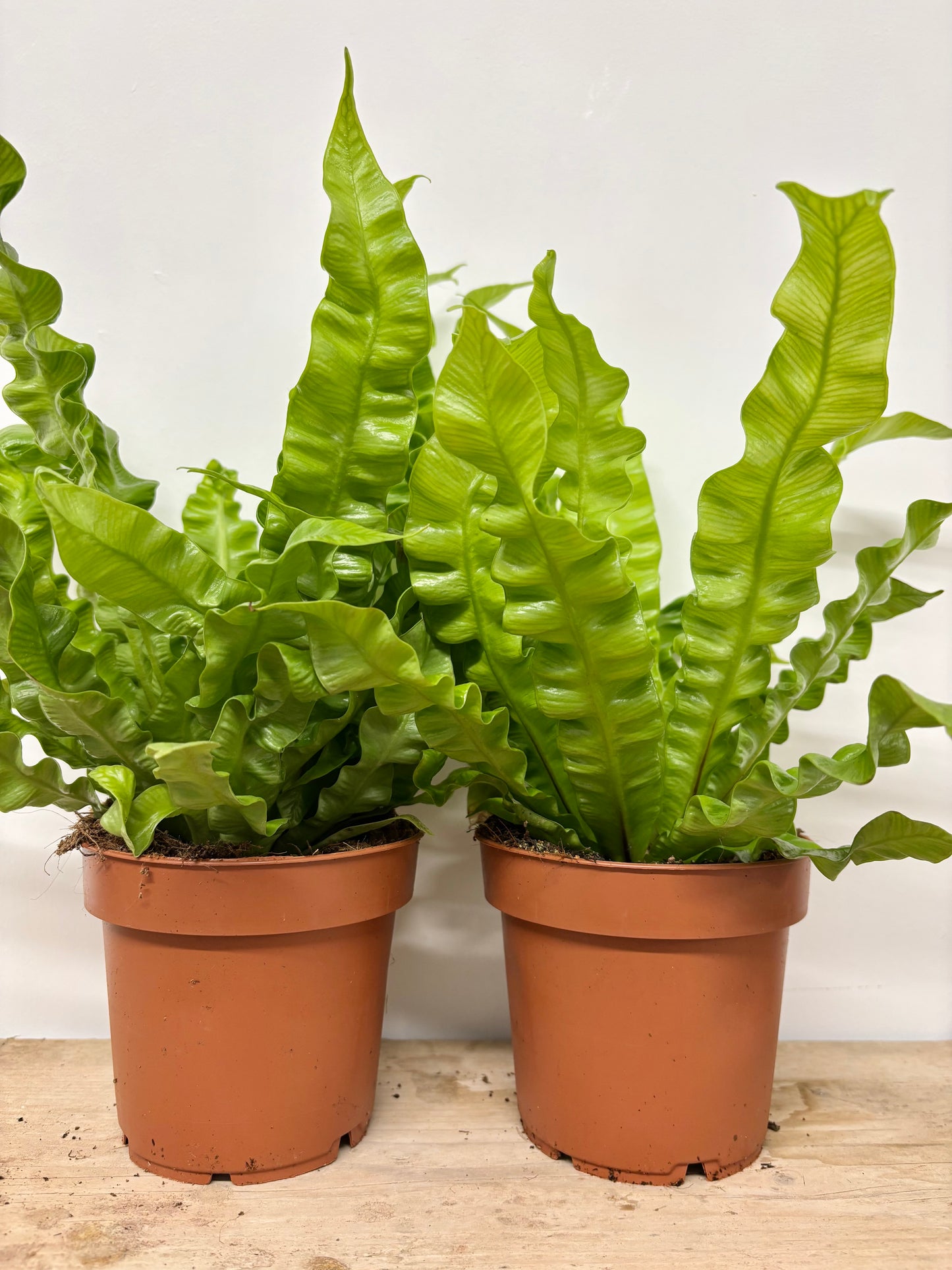 Asplenium Crispy Wave