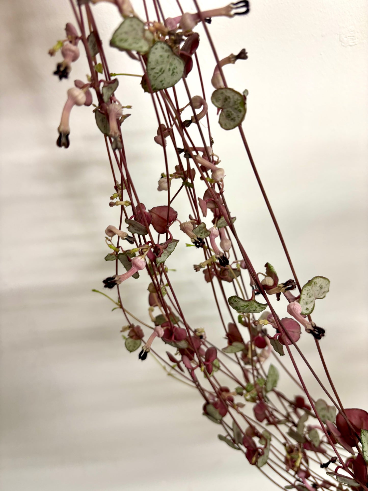 Ceropegia Woodii