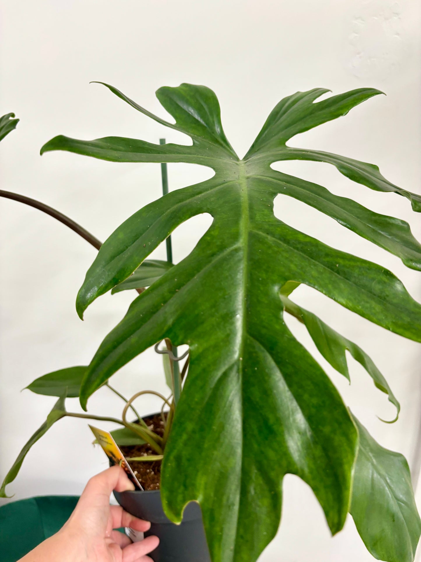Philodendron Mayoi
