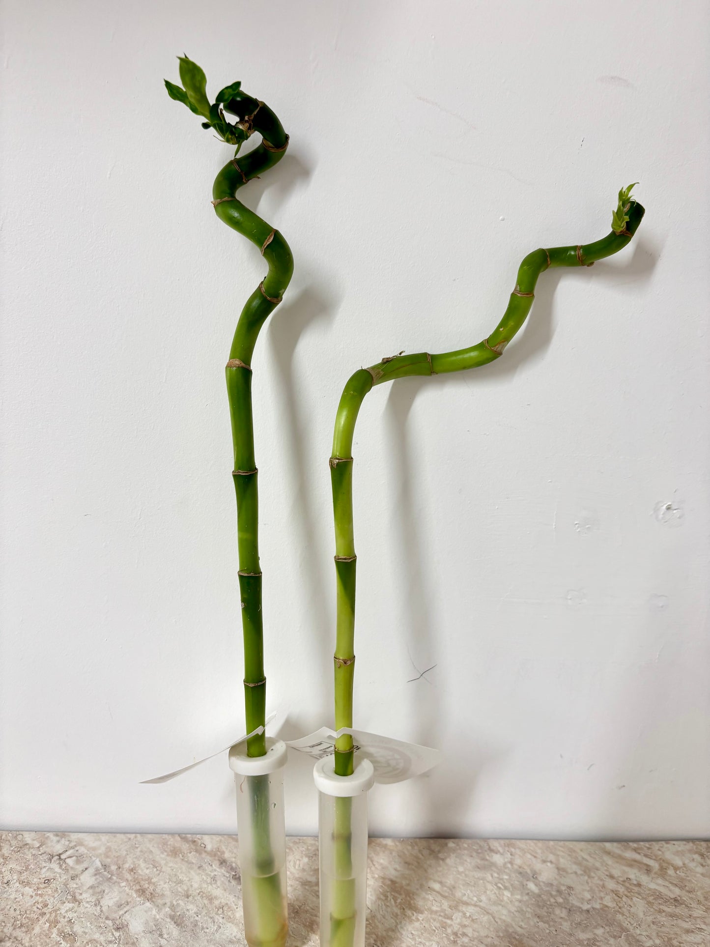Dracaena Lucky Bamboo