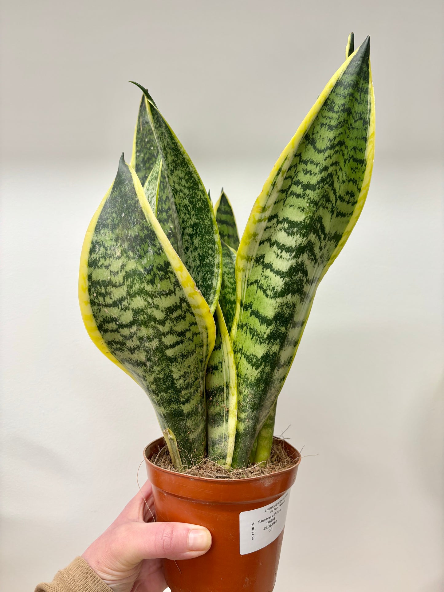 Sansevieria