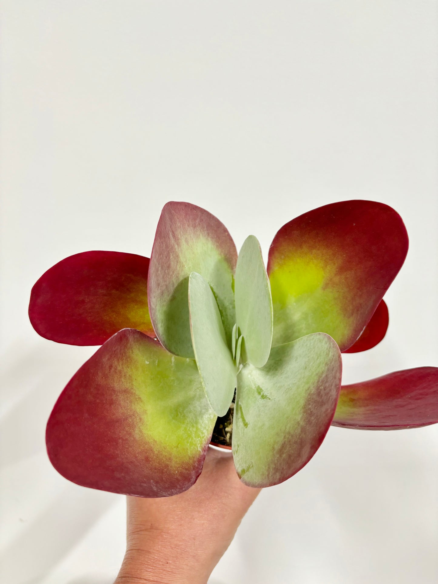 Kalanchoe Thyrsiflora