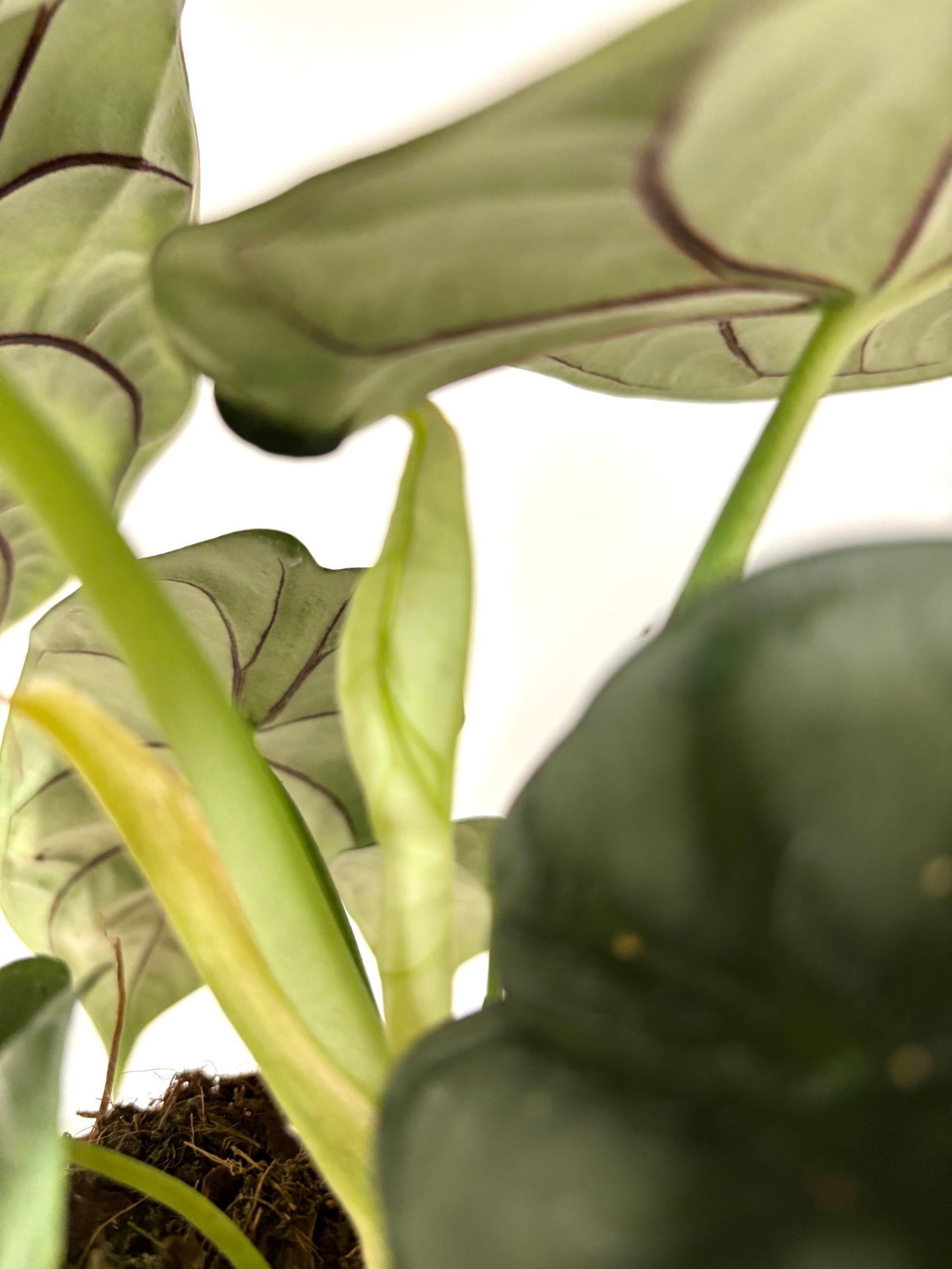 Alocasia Silver Dragon