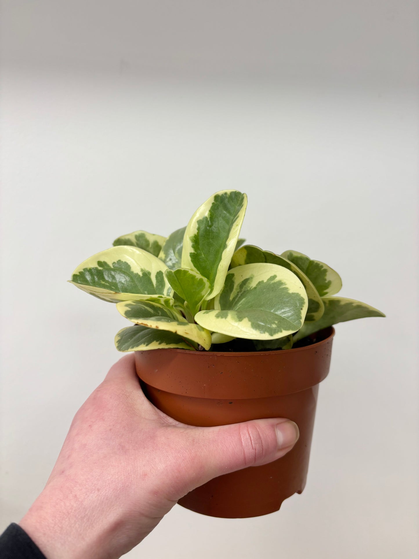Peperomia Variegata