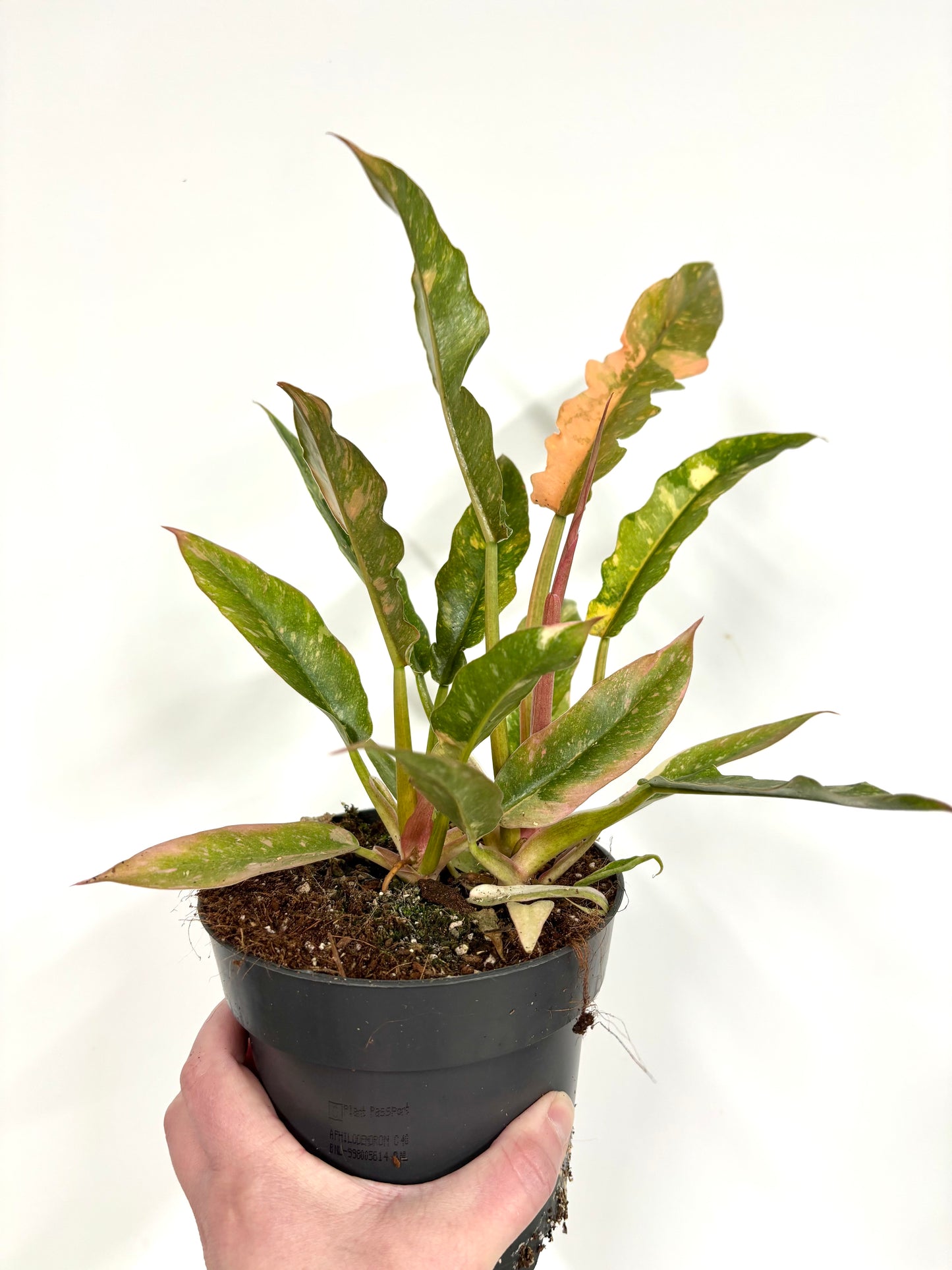 Philodendron Ring of Fire