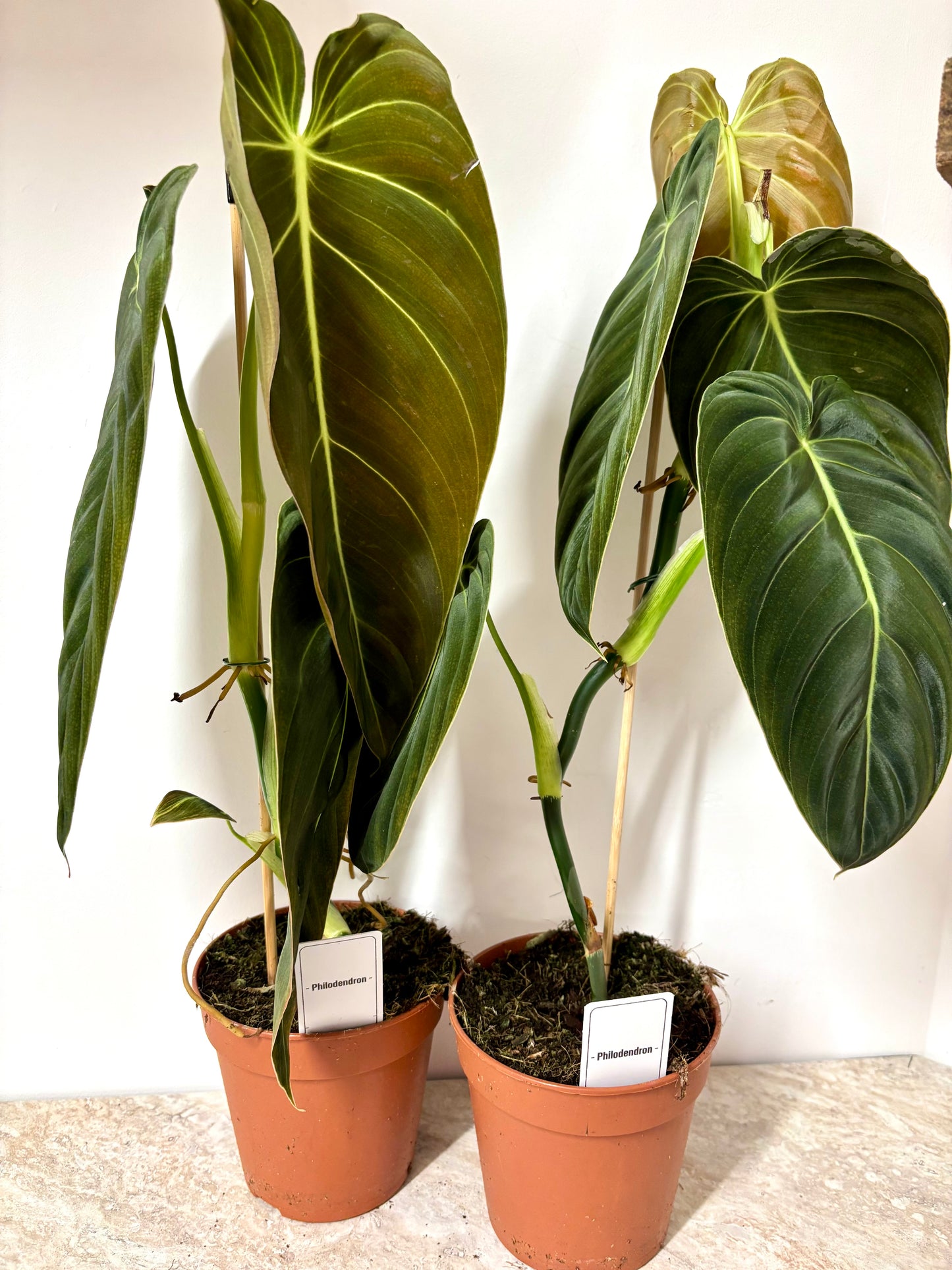 Philodendron Melanochrysum