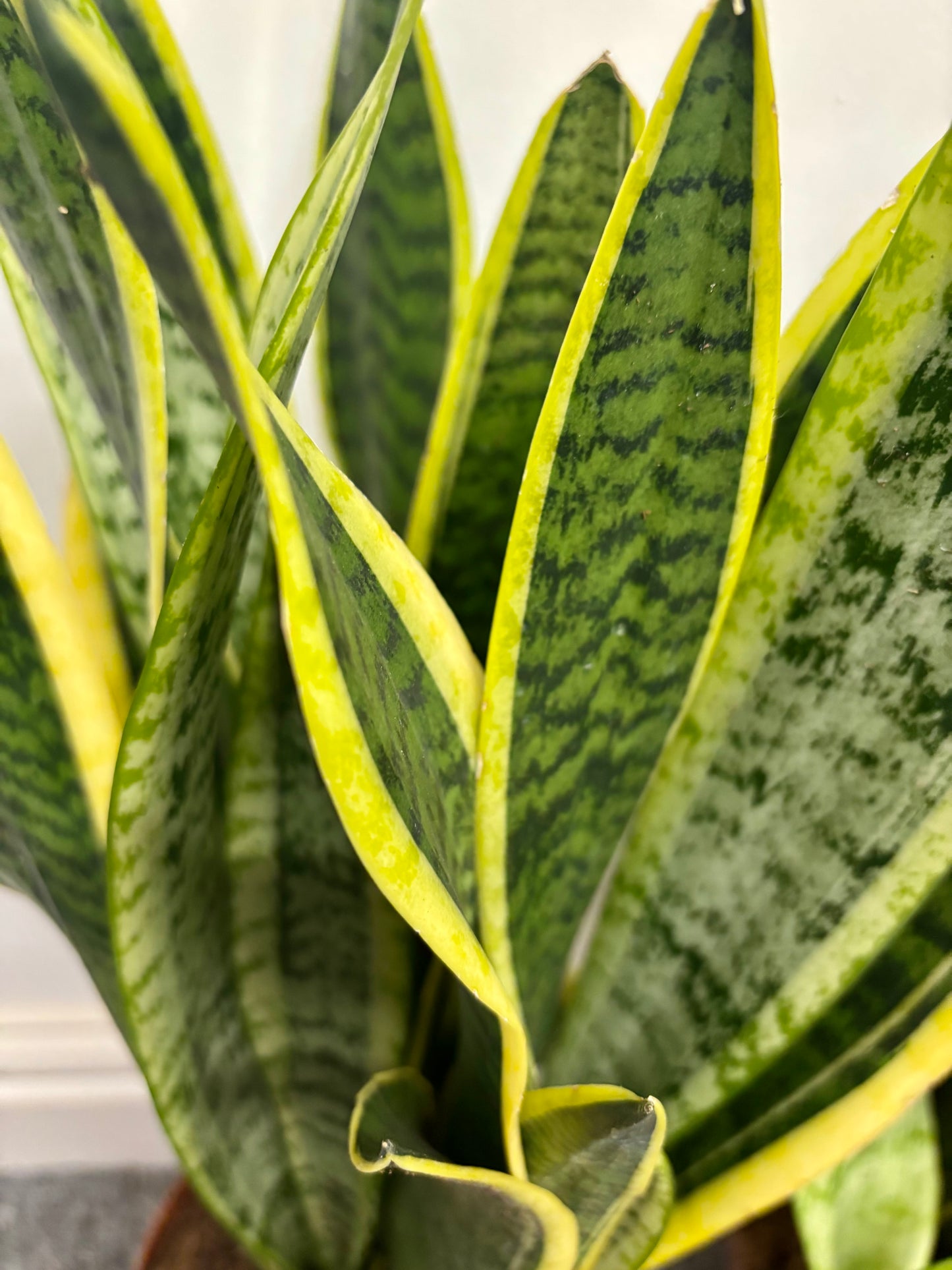 Sansevieria Laurentii
