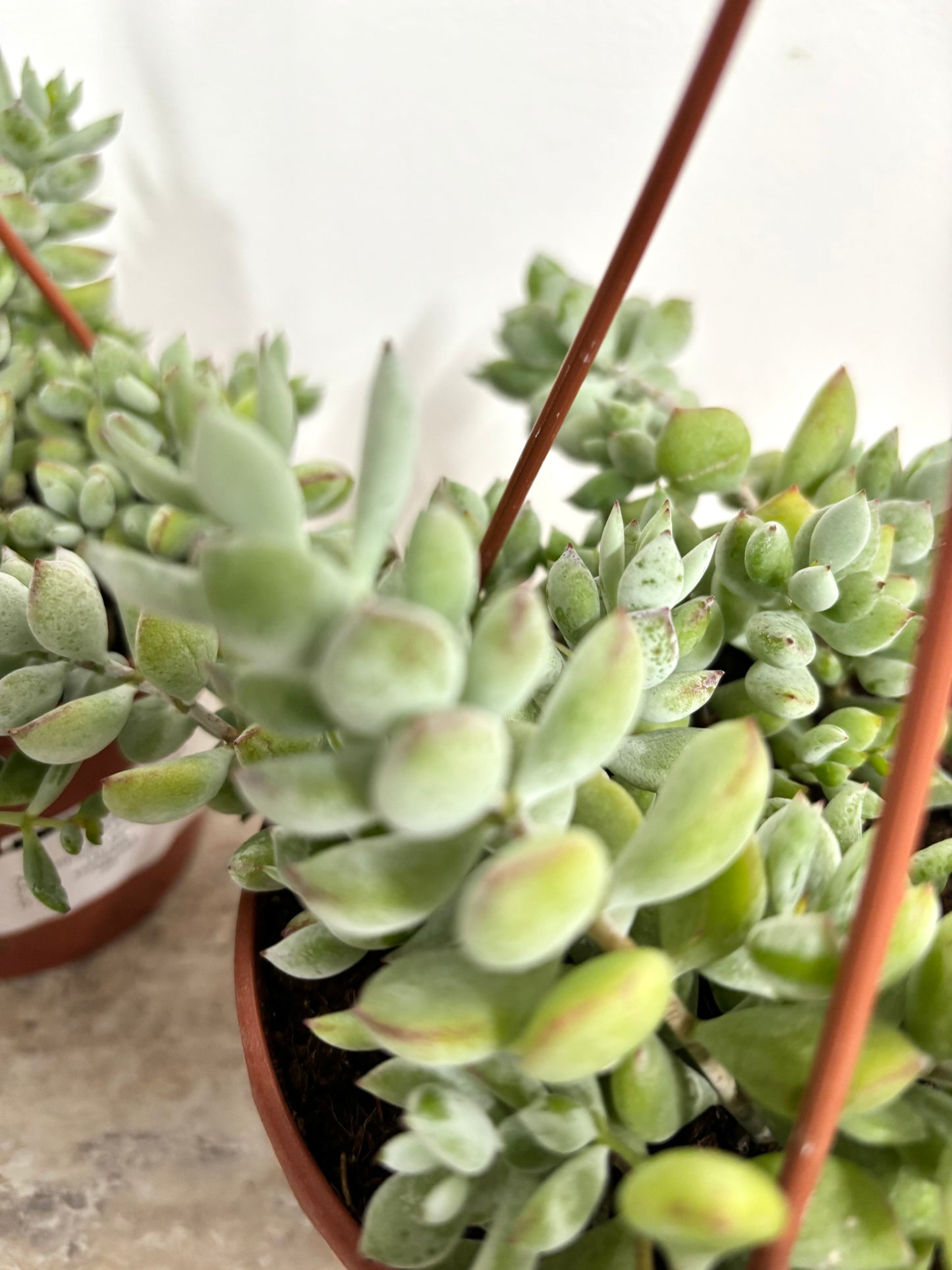 Cotyledon Pendens