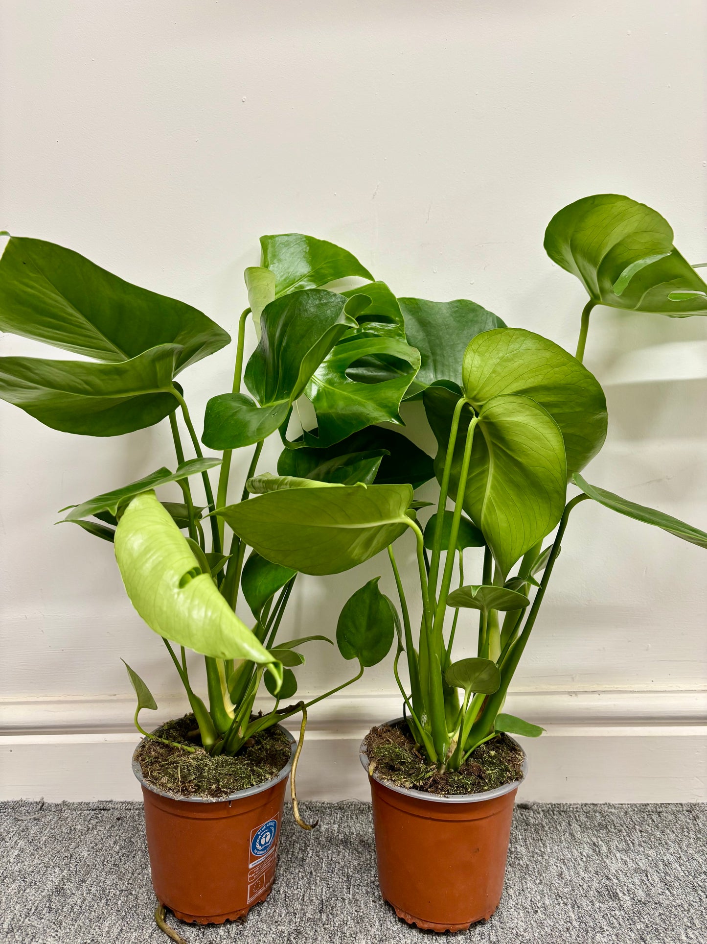 Monstera Deliciosa