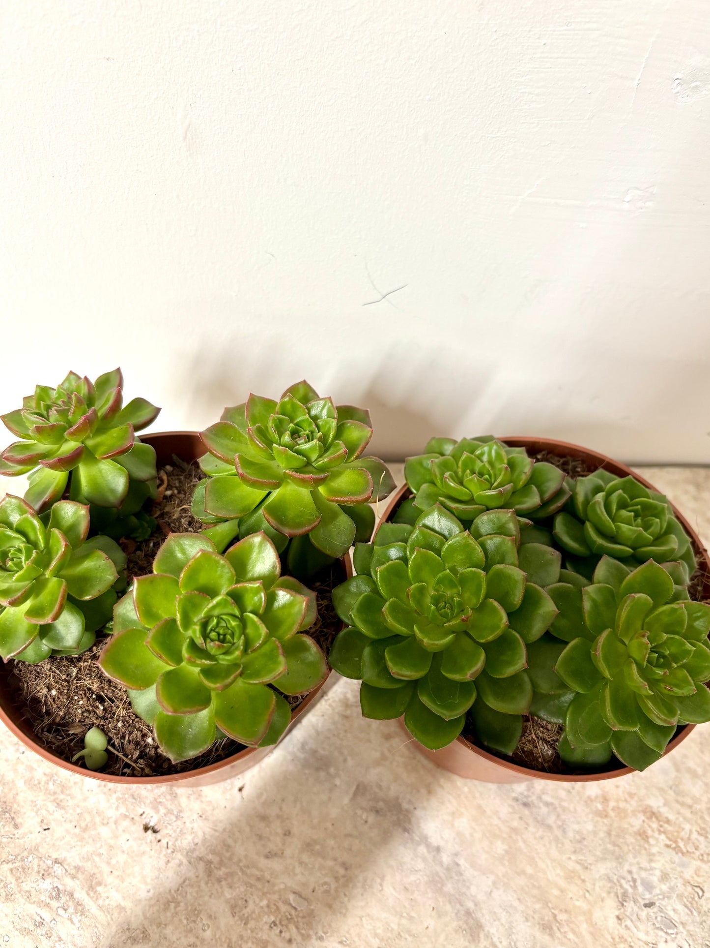 Echeveria Gilva