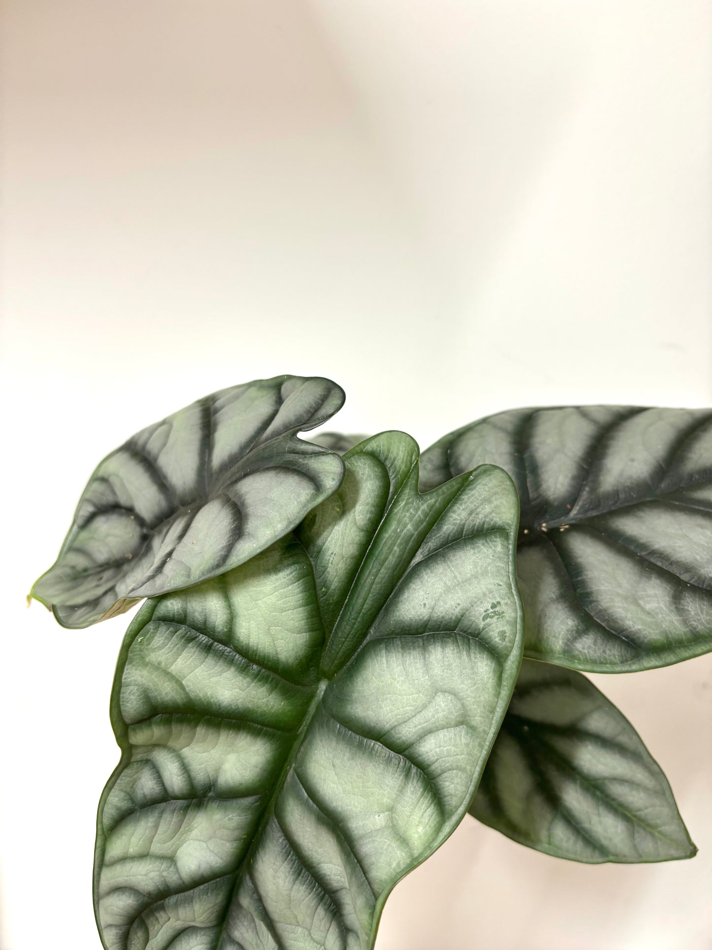 Alocasia Silver Dragon