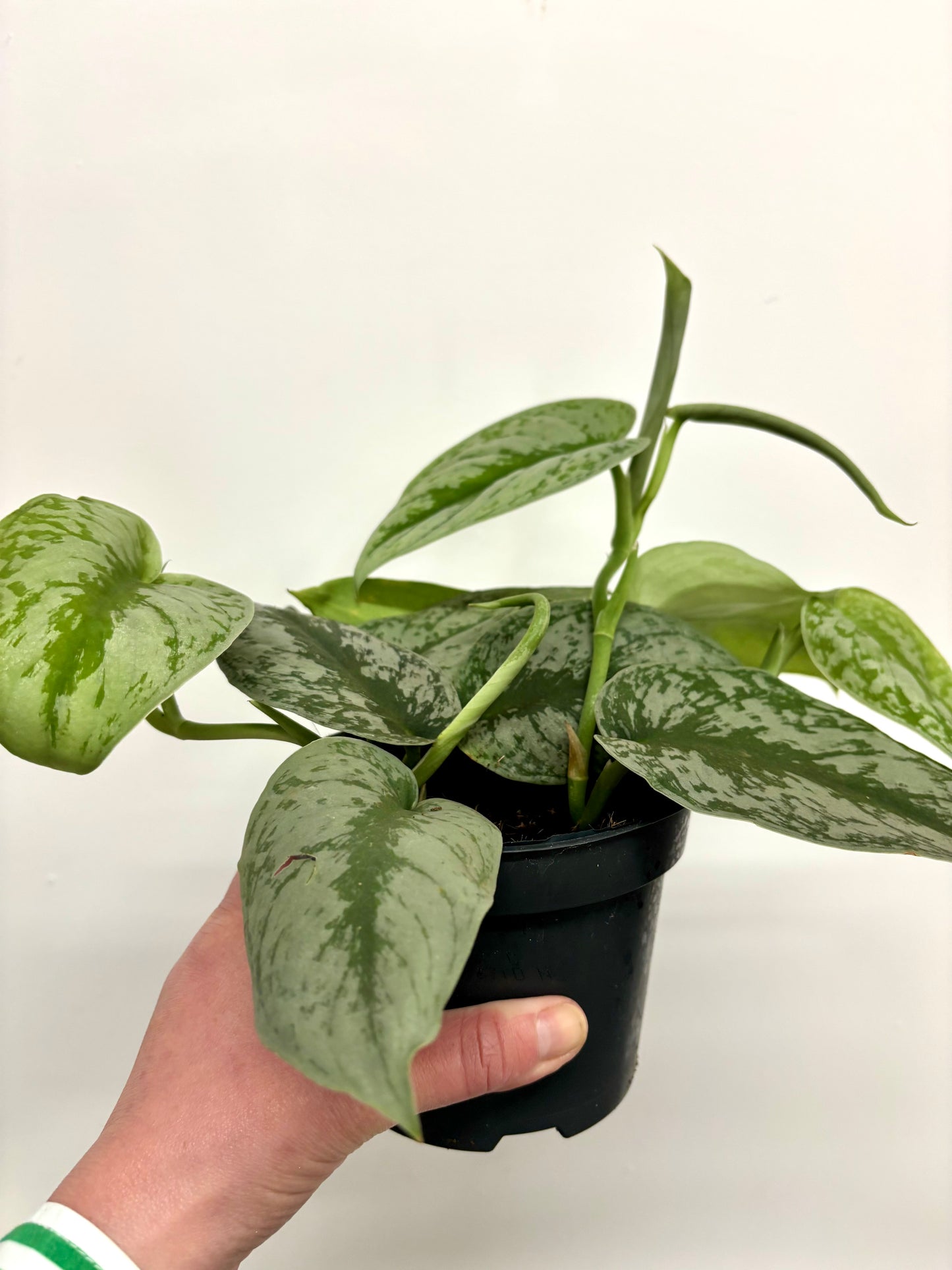Scindapsus Pictus Trebie