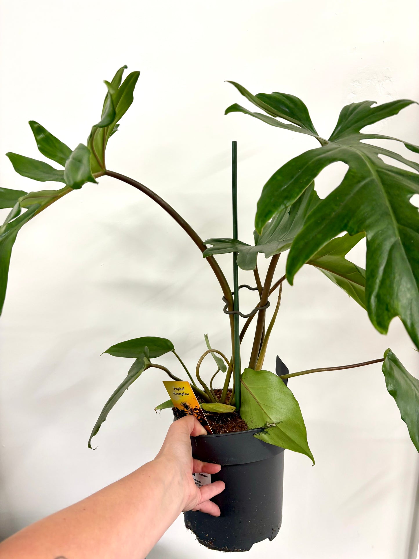 Philodendron Mayoi
