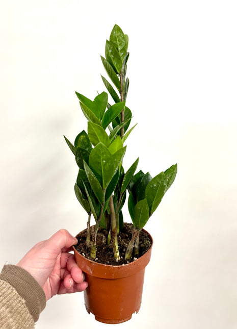 Zamio  Zamiifolia