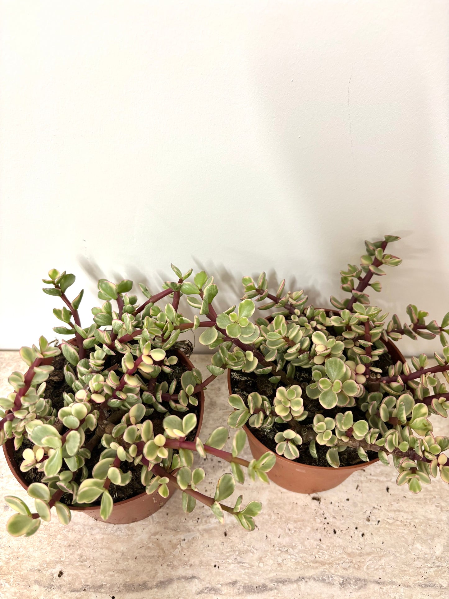 Crassula afra variegata