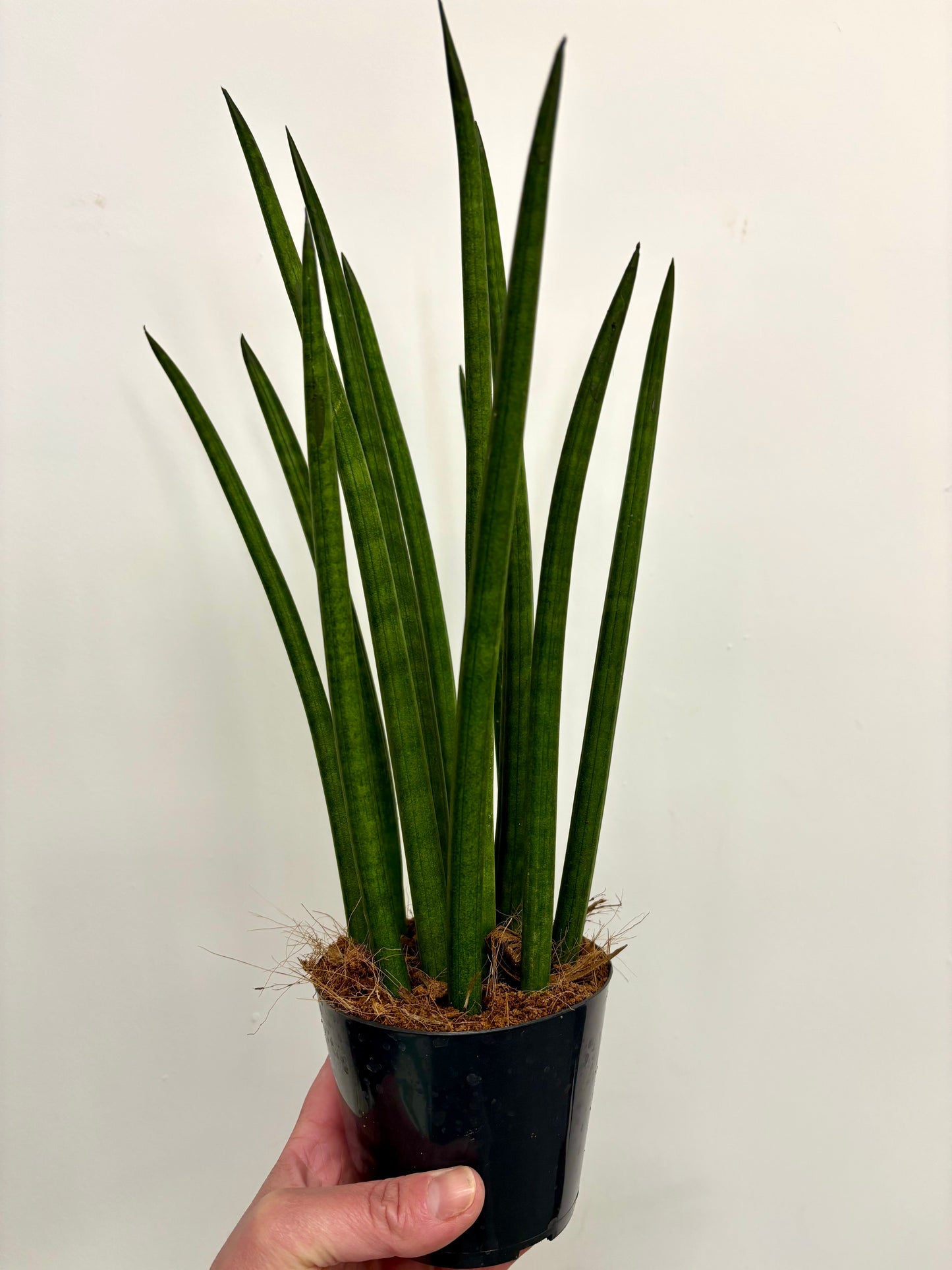Sansevieria Cylindrical Potted