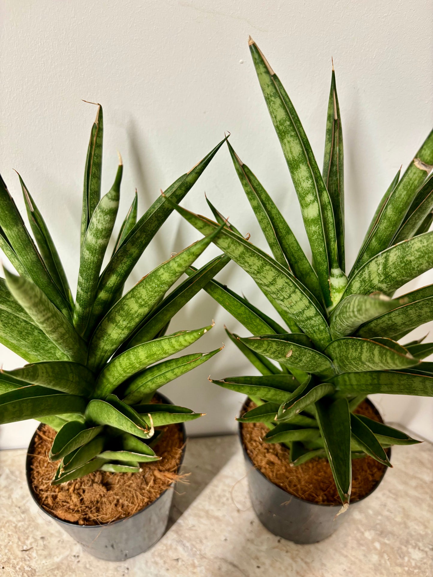 Sansevieria Cylindrical