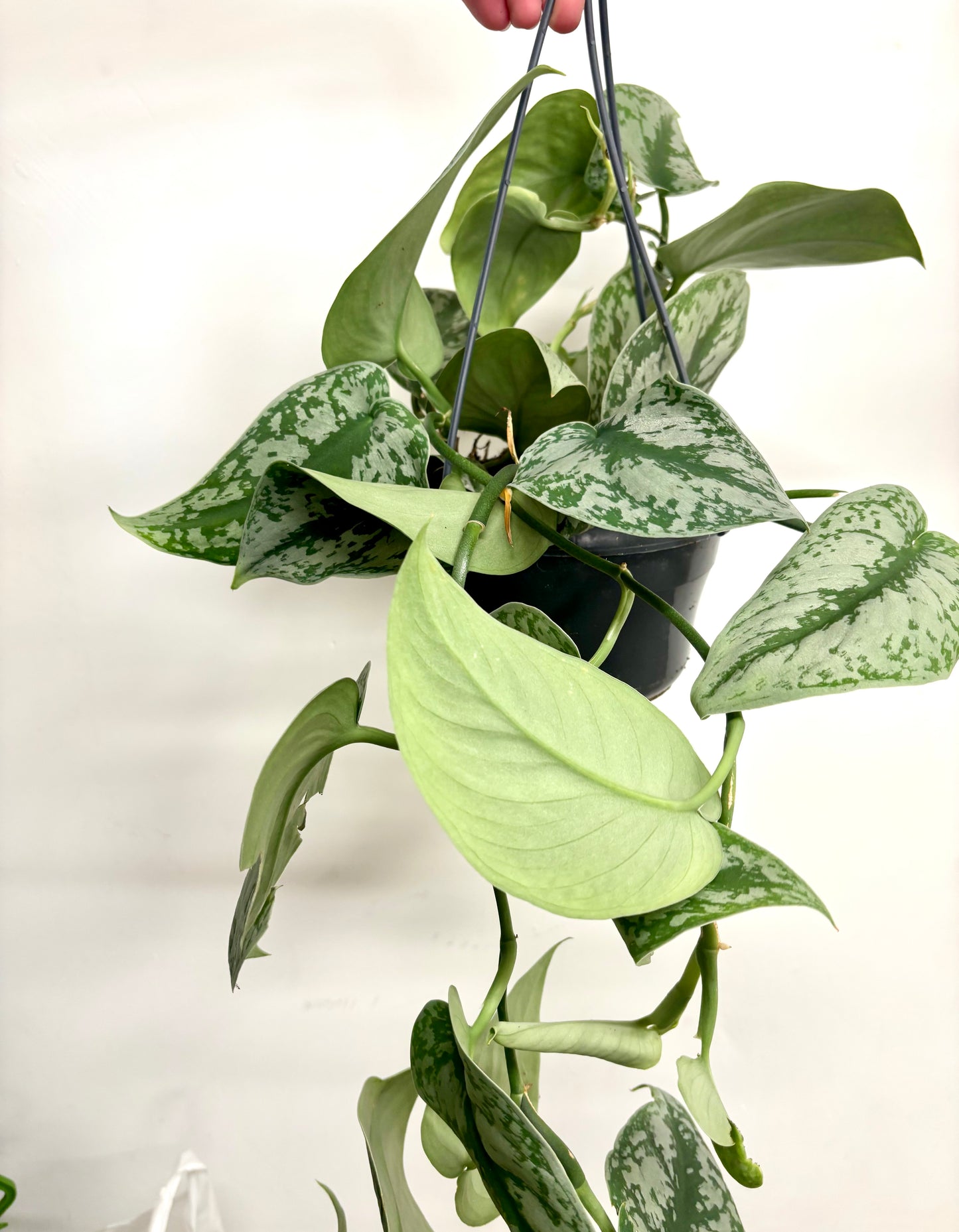 Scindapsus Pictus Trebie