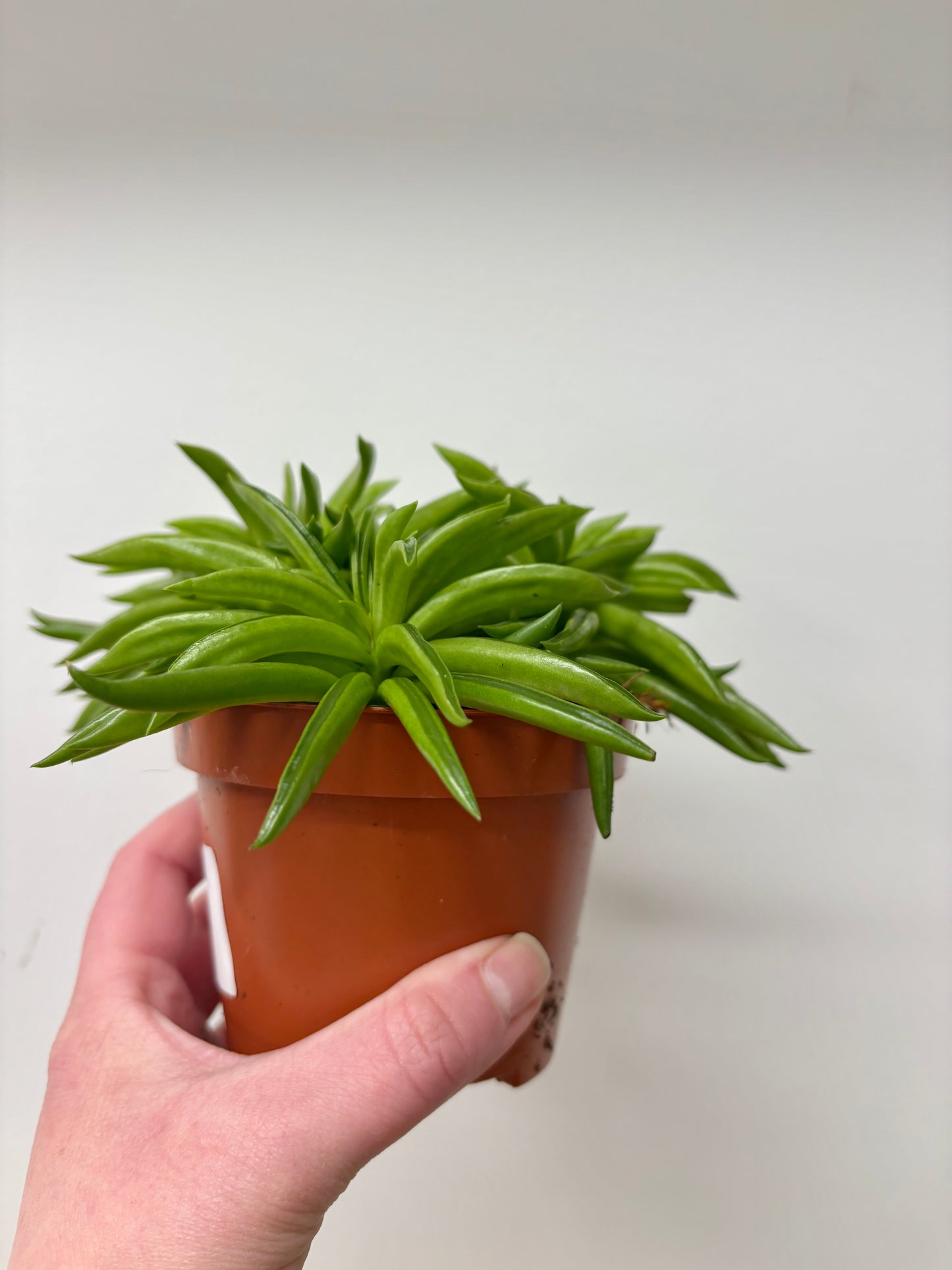 Peperomia Happy Bean