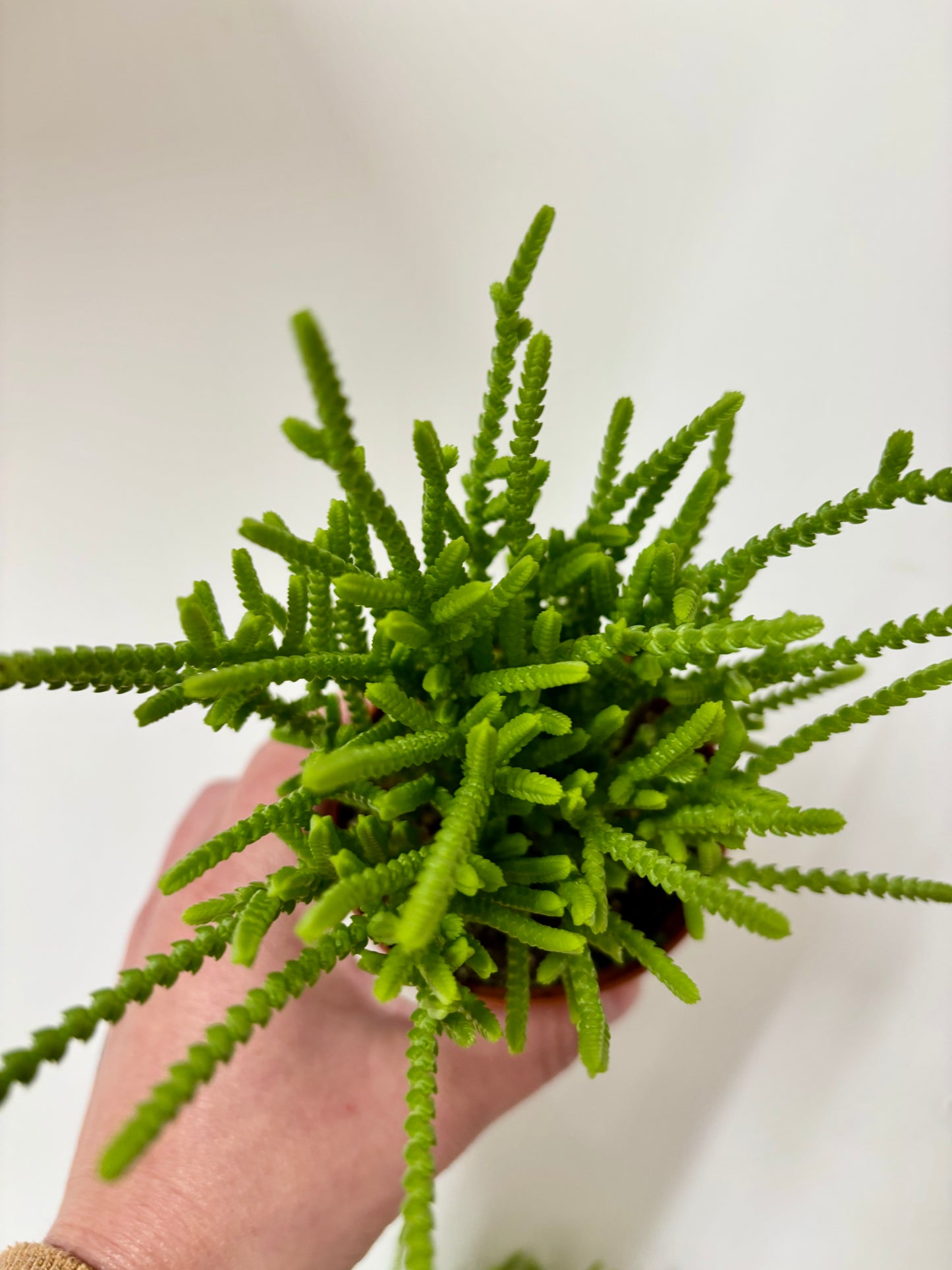 Crassula Lycopodioides