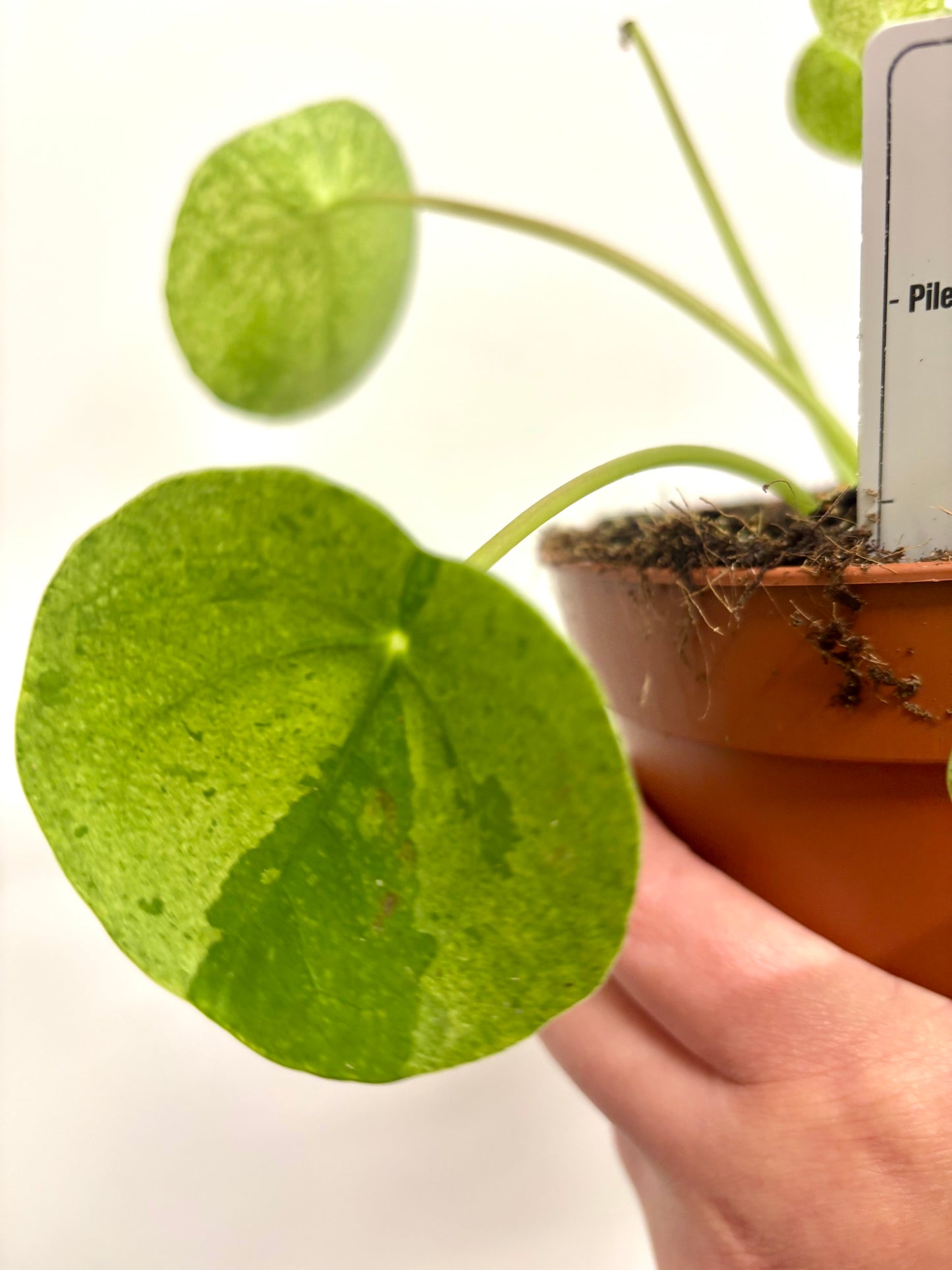 Pilea Peperomioides Mojito