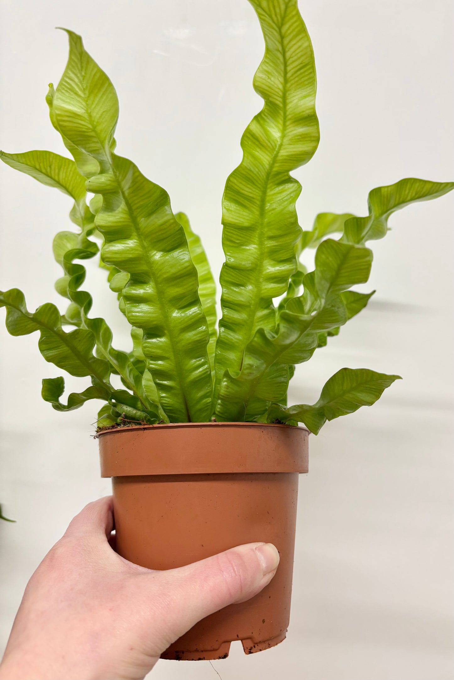 Asplenium Crispy Wave