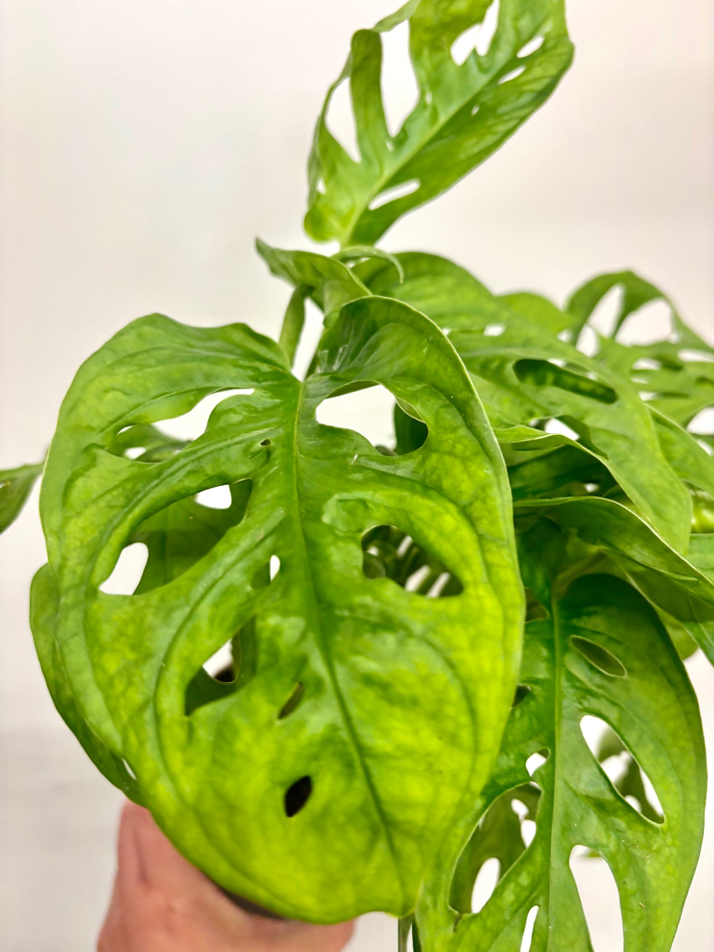 Monstera Adansonii