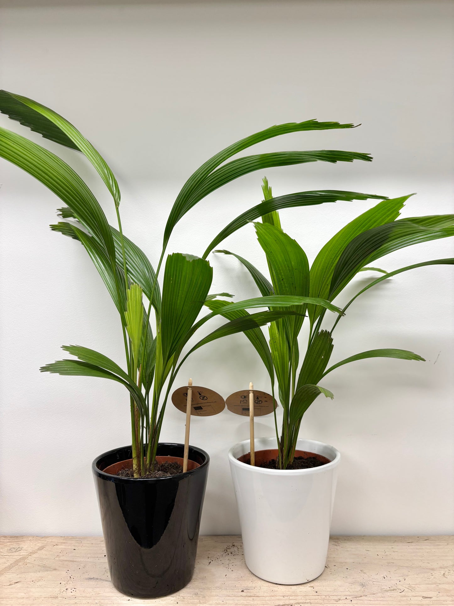 Licuala Grandis / Ruffle Fan Palm with Pot