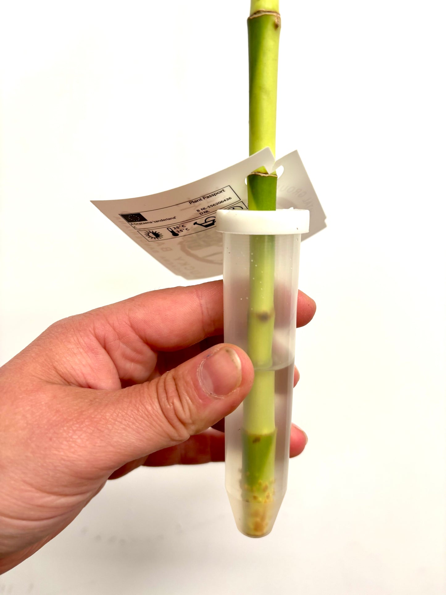 Dracaena Lucky Bamboo