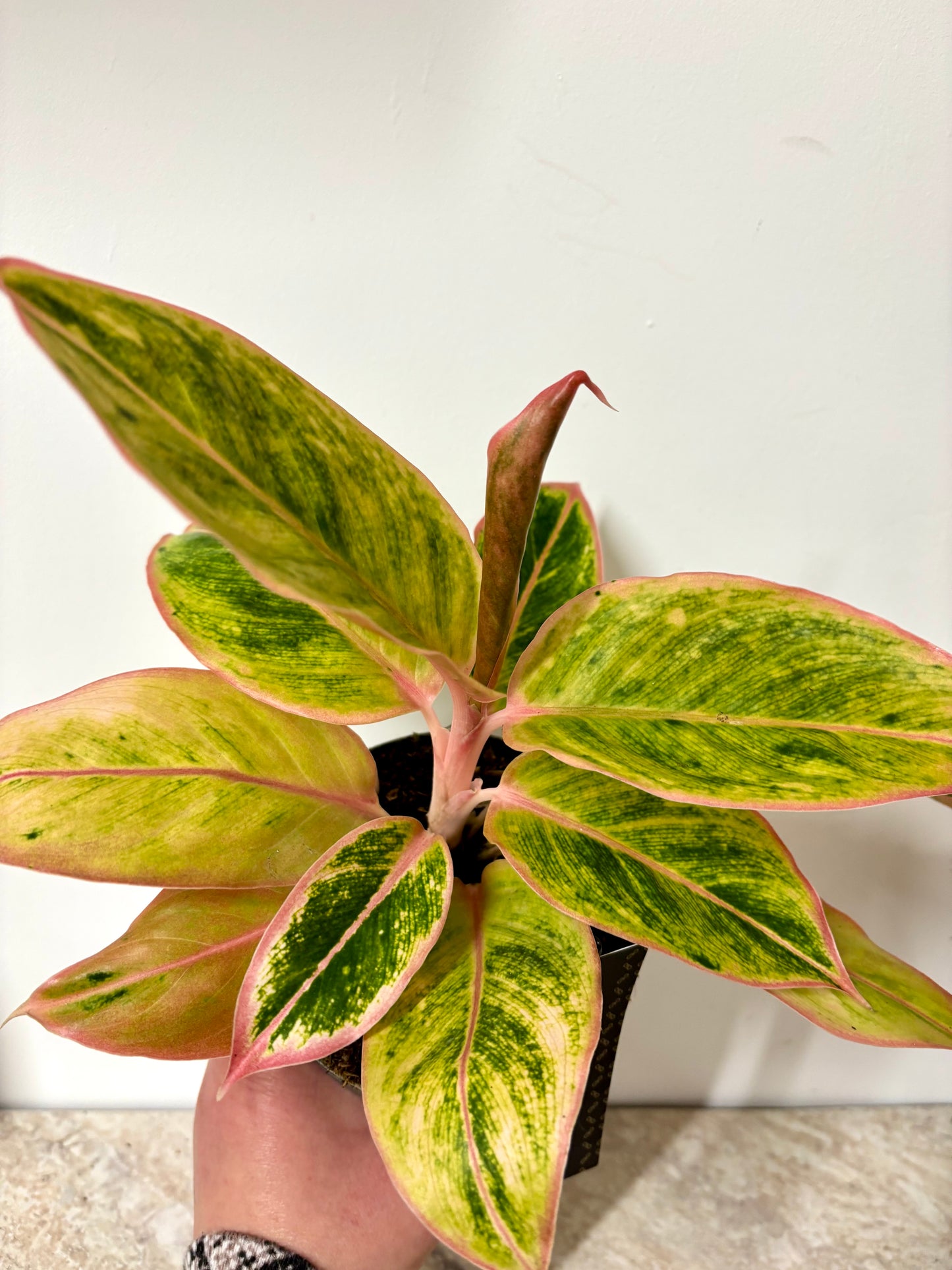 Aglaonema Salmon Fantasy
