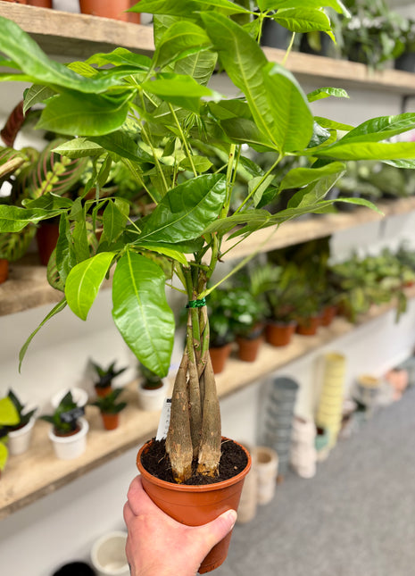 Pachira Aquatica